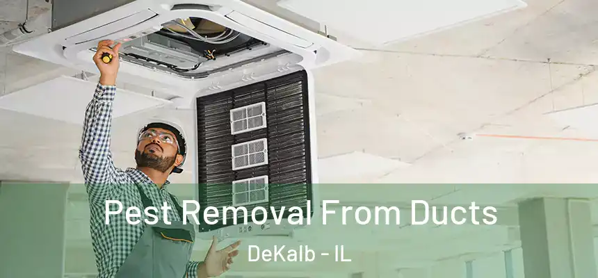 Pest Removal From Ducts DeKalb - IL